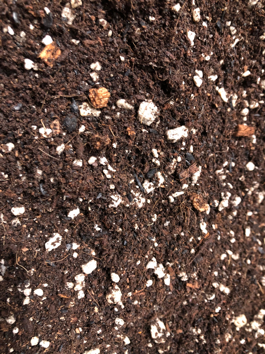Money Tree Potting Mix