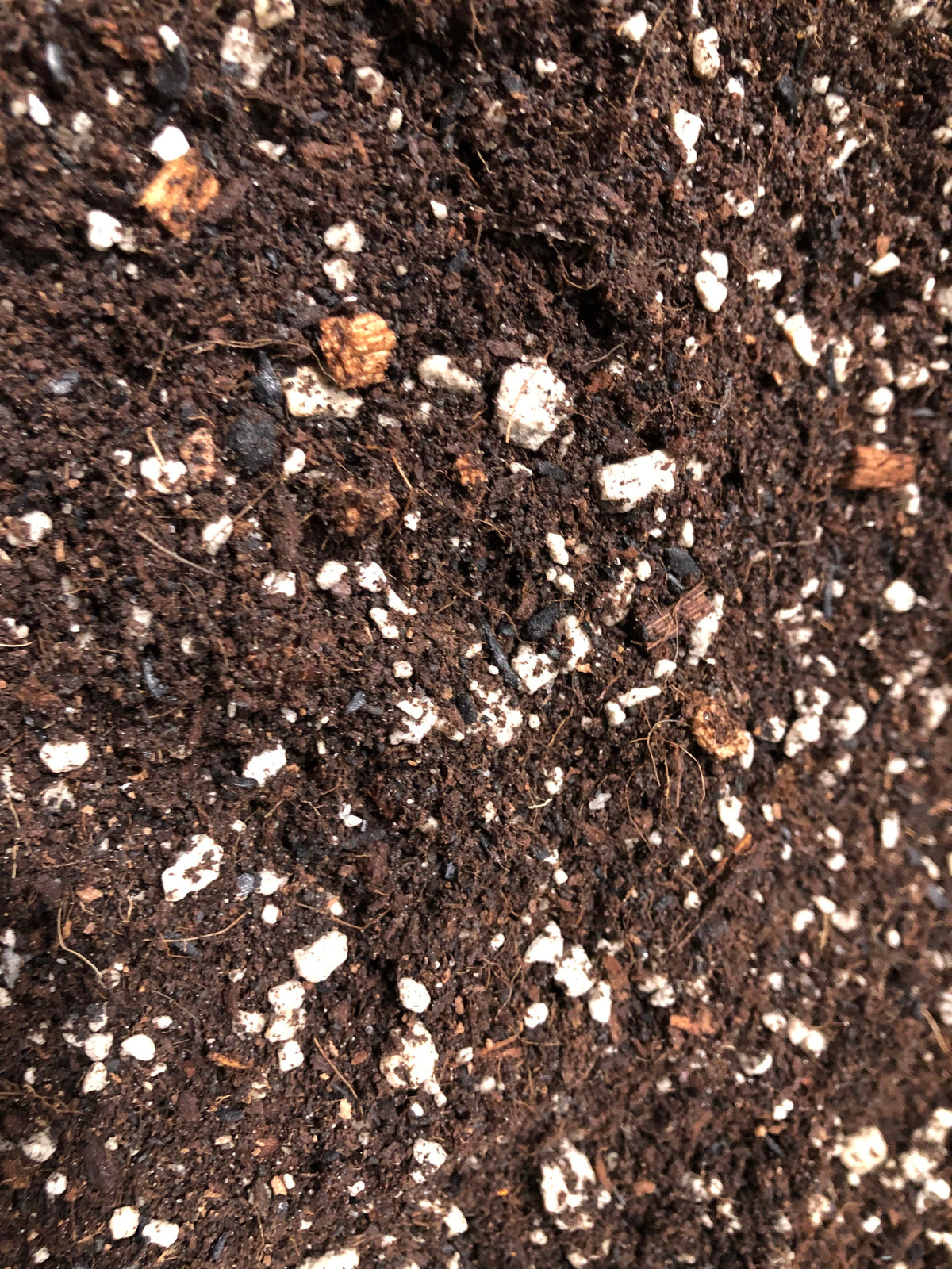 Money Tree Potting Mix