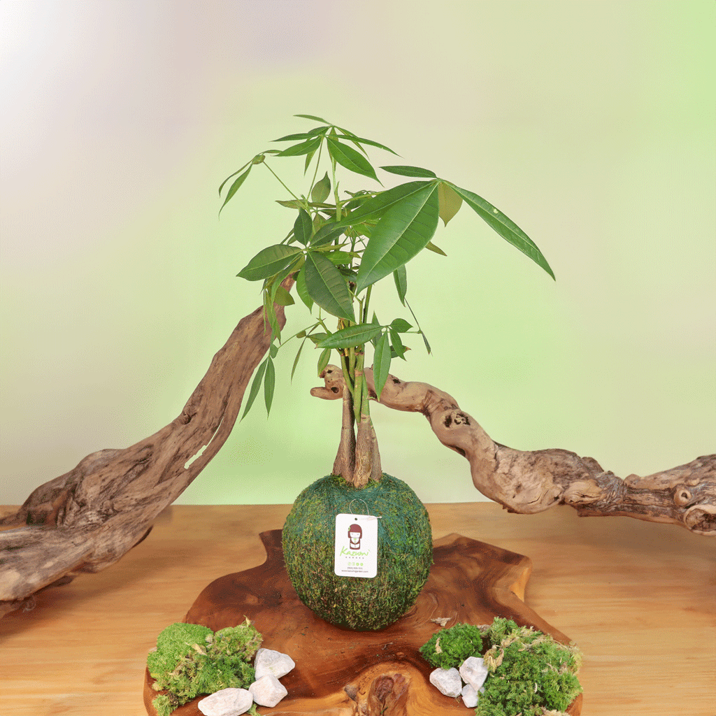 Money Tree Kokedama