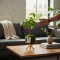 Money Tree Kokedama