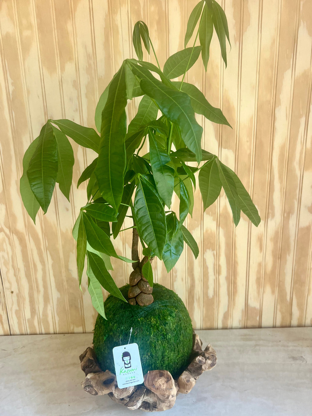 Money Tree Kokedama