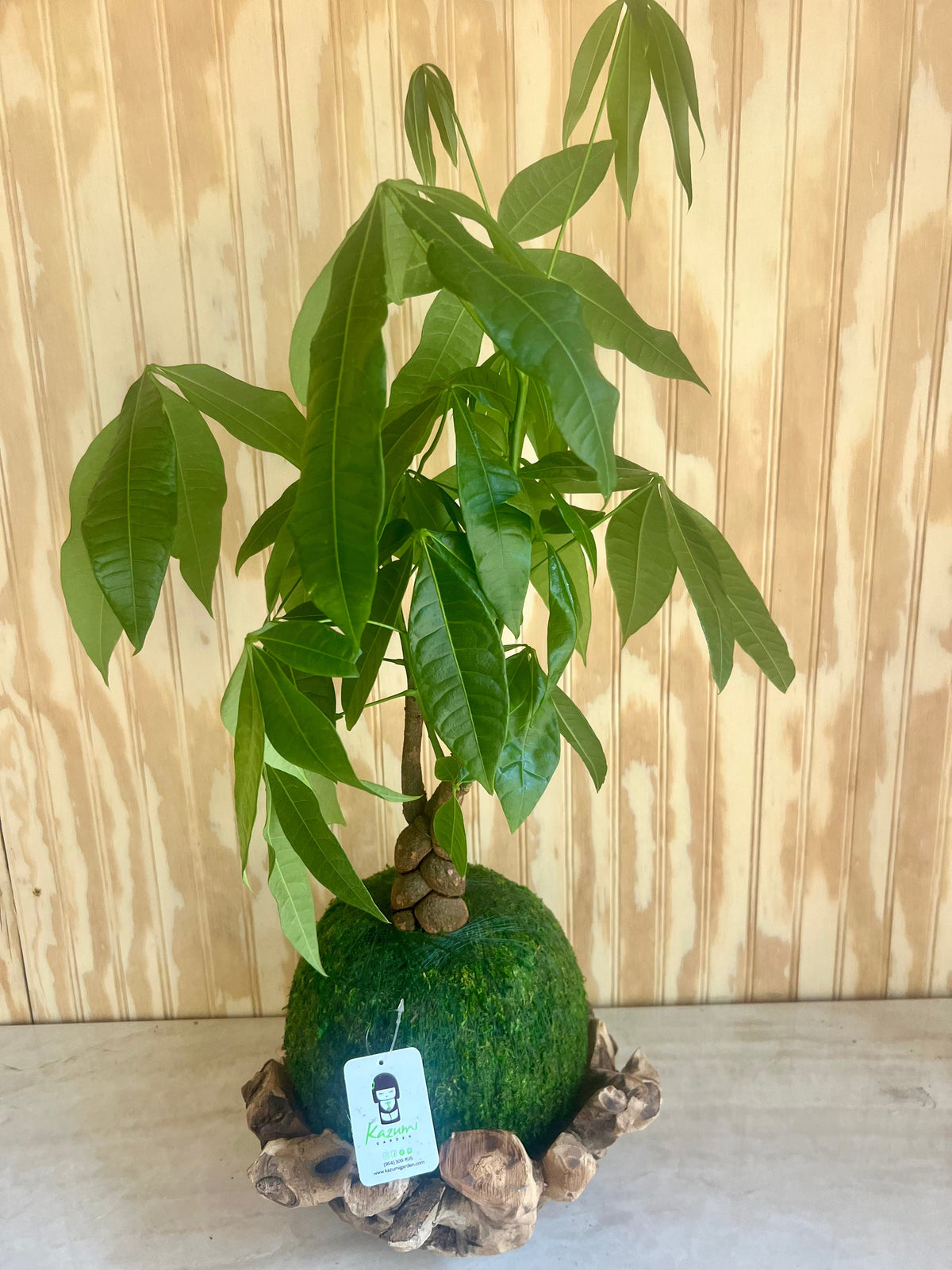 Money Tree Kokedama