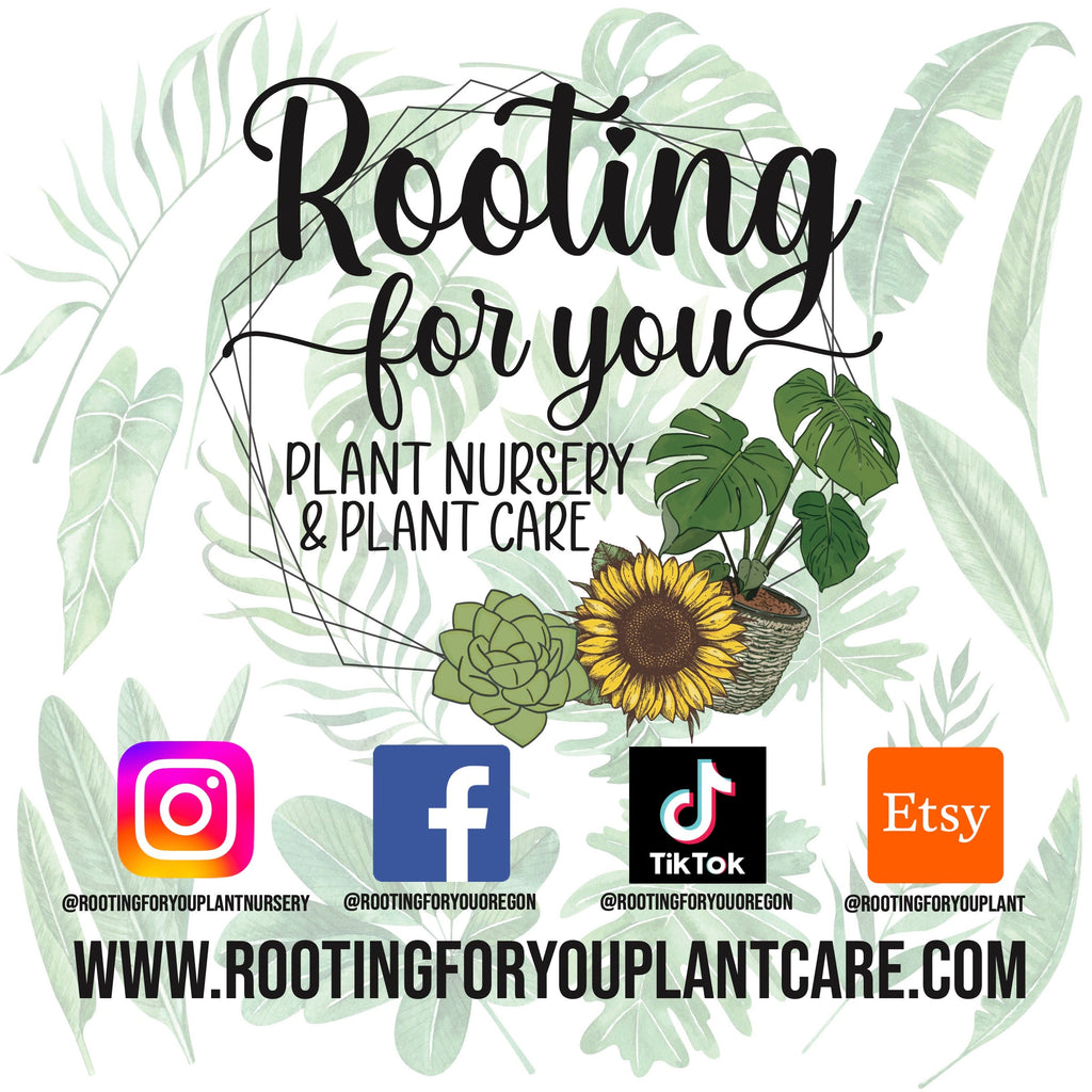 Money Tree Potting Mix